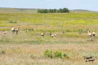 Pronghorn