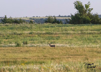 Coyotes