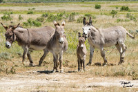 Donkeys
