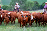 Aden Red Angus Branding