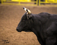 Cattle