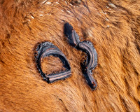 Aden Red Angus Branding
