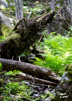 Trees