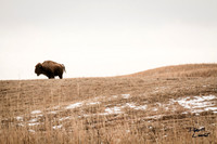 Buffalo