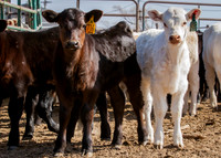 Lay-ZZZzzz Acres Charolais Branding