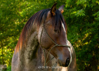 Solie Stud