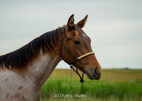 Pieper Colt