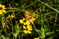 Insects