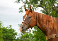 Henderson Gelding